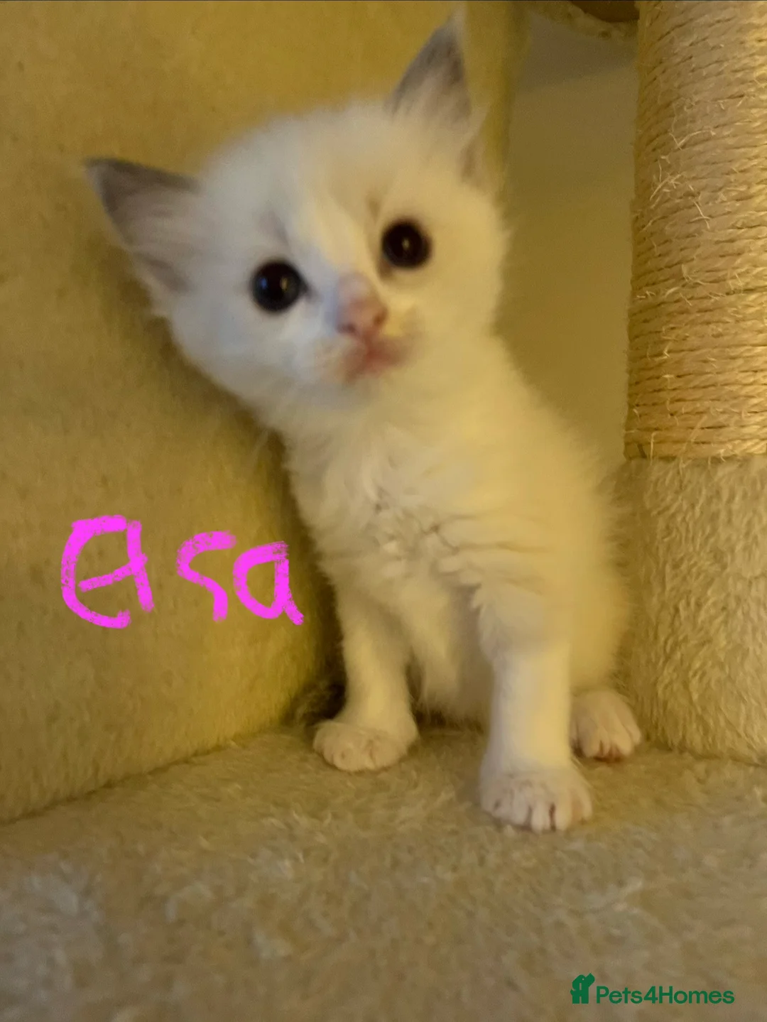 Ragdoll cats for sale: Pure ragdoll GCCF mom’s kittens for sale - Advert 4