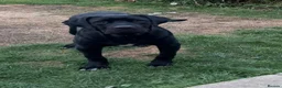 Cane Corso dogs for sale: Beautiful Black Cane Corso Male – 6 Months Old - Advert 3