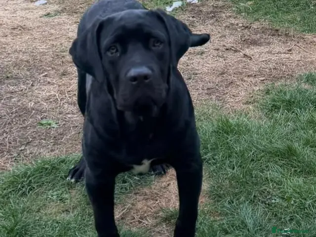 Cane Corso dogs for sale: Beautiful Black Cane Corso Male – 6 Months Old - Advert 2