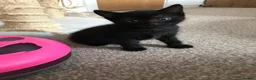 Mixed Breed cats for sale: Cute kittens for sale - Advert 5