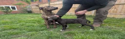 Lurcher dogs for sale: Female bull lurcher pup  - Advert 2