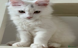 Maine Coon cats for sale: Stunning Pedigree Pure White Maine Coon Kitten - Image 3