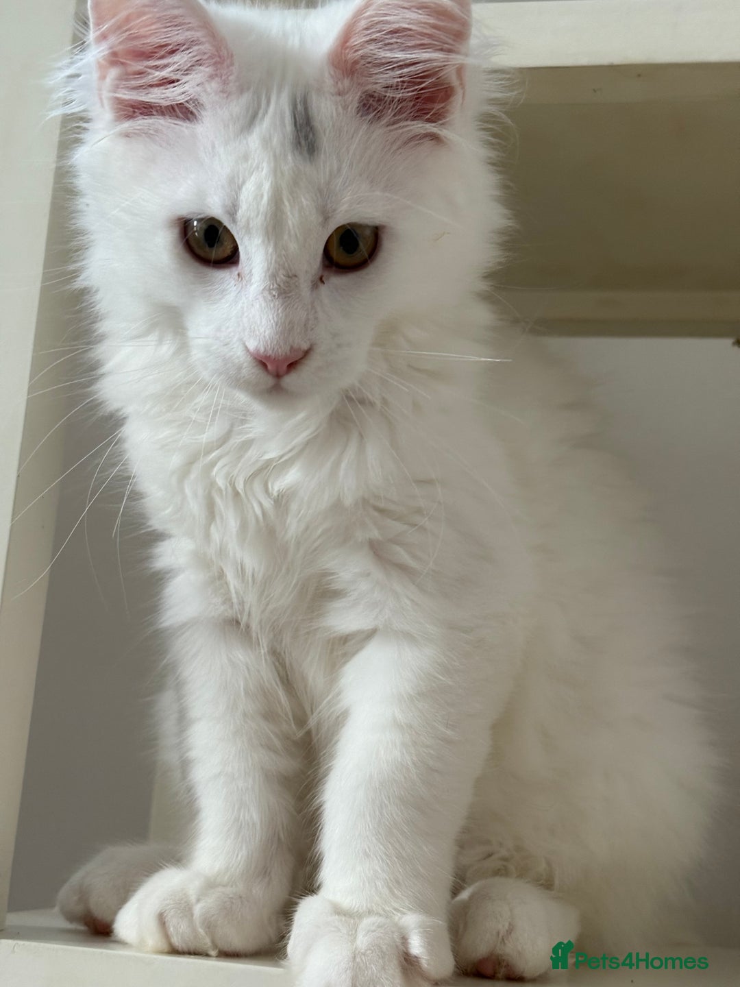 Maine Coon cats for sale: Stunning Pedigree Pure White Maine Coon Kitten - Image 3