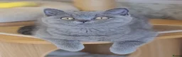 British Shorthair cats for sale: Full vaccination&Register GCCF BSH kittens 💝 - Advert 7