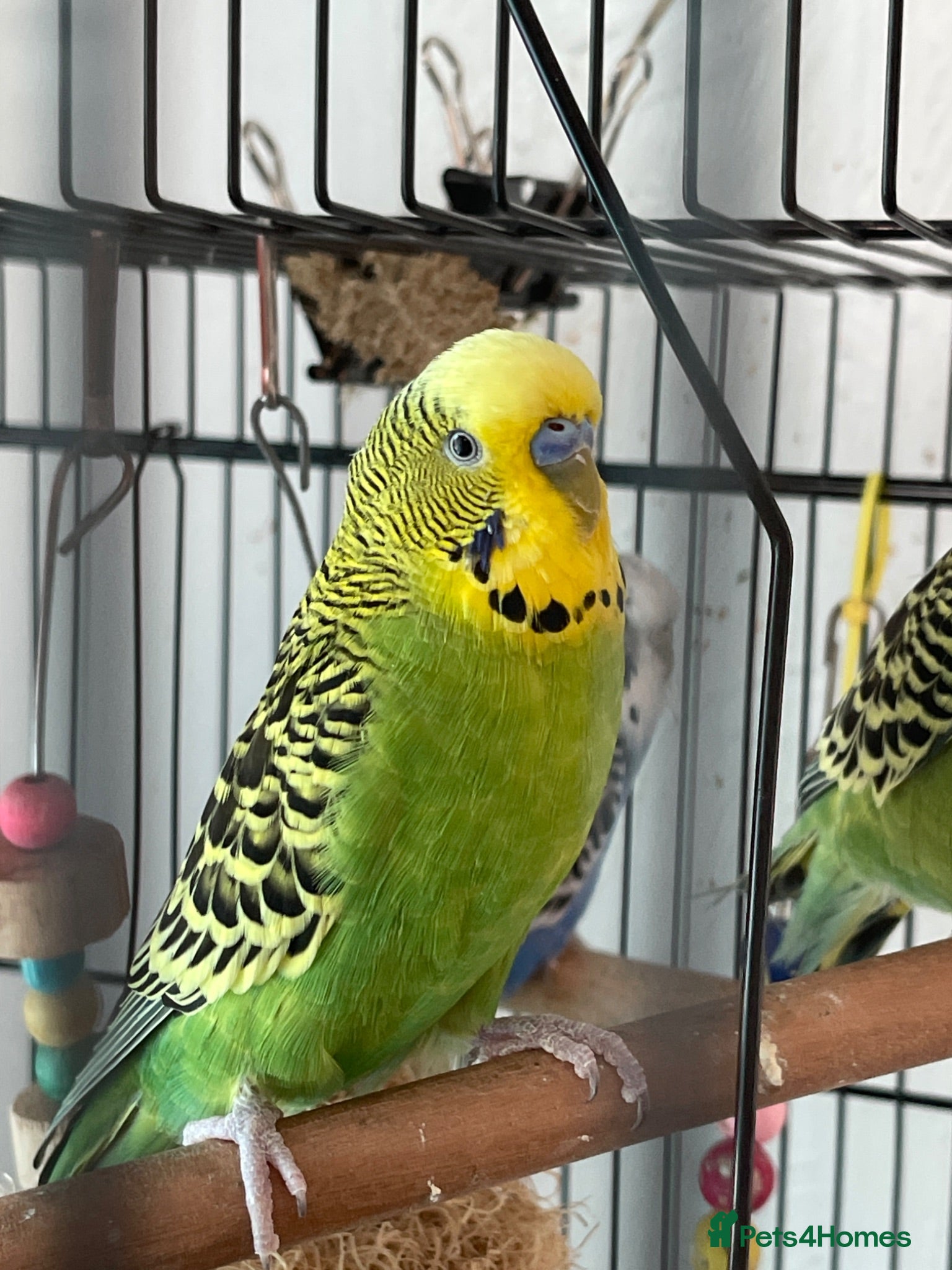 Budgerigars birds Budgies - Advert 1
