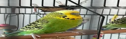 Budgerigars birds for sale: Budgies - Advert 1