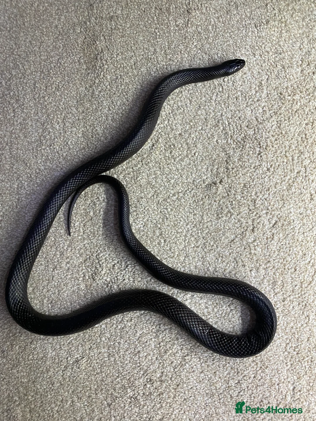 King Snake reptiles for sale: Mexican Black Kingsnake (Proven Pair) - Advert 4