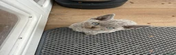 Devon Rex cats for sale: GCCF, kittens looking new home - Advert 15
