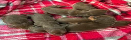 Miniature Dachshund dogs for sale: Beautiful Chocolate and Tan miniature dachshunds - Advert 5