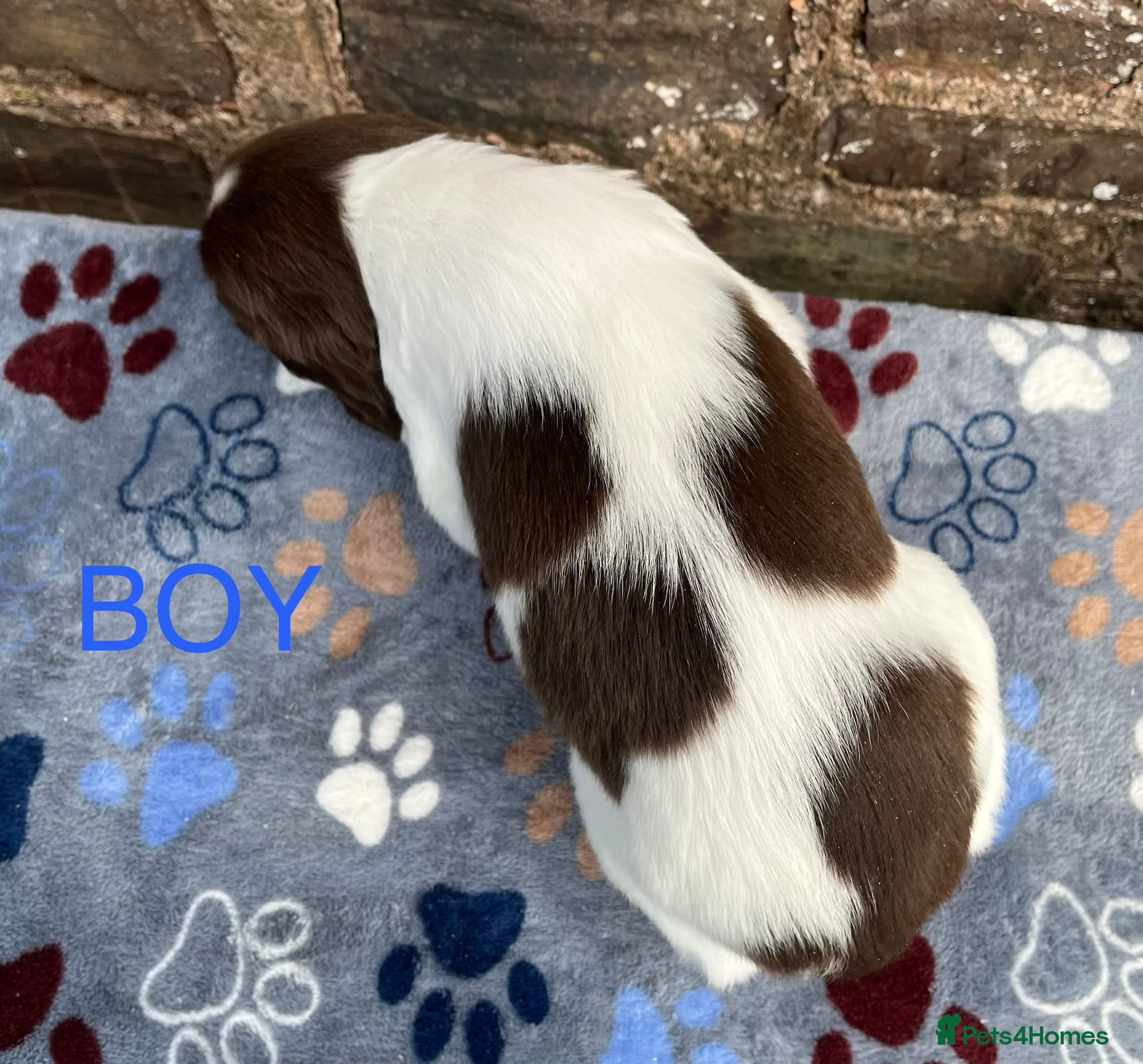 English Springer Spaniel dogs With an OFF SWITCH springers - Advert 2