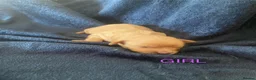 Cavapoo dogs for sale: Cavapoo pups  - Advert 8