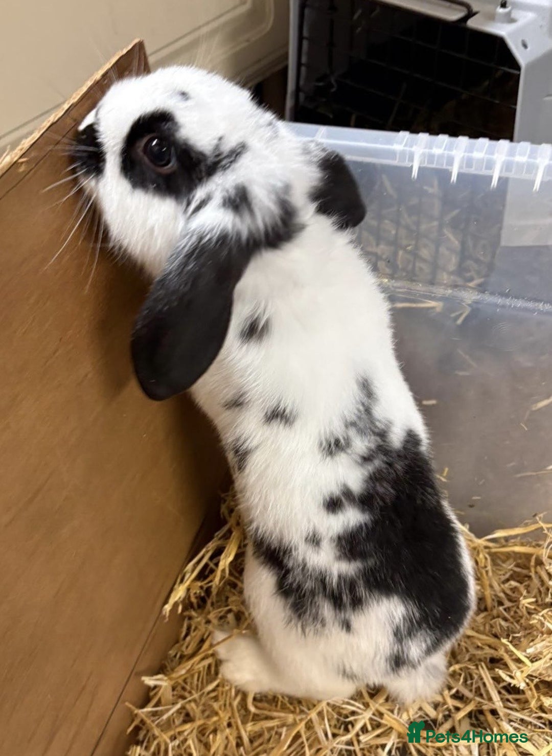 Mixed Breed rabbits for sale: Mini Lop X Netherland Dwarf - Advert 4