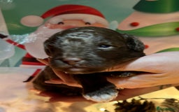 Shihpoo dogs for sale: 4 Beautiful Toy poodle x Shihpoos - Image 18