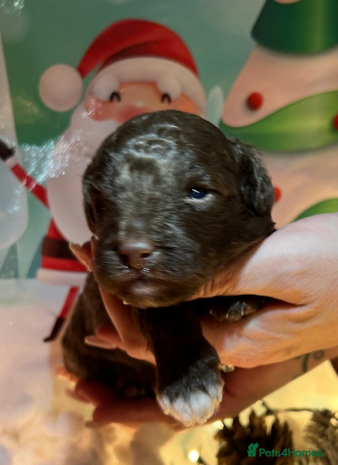 Shihpoo dogs for sale: 4 Beautiful Toy poodle x Shihpoos - Image 18