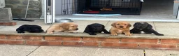 Cockerdor dogs for sale: 3 black beautiful cockerdor pups left - Advert 3