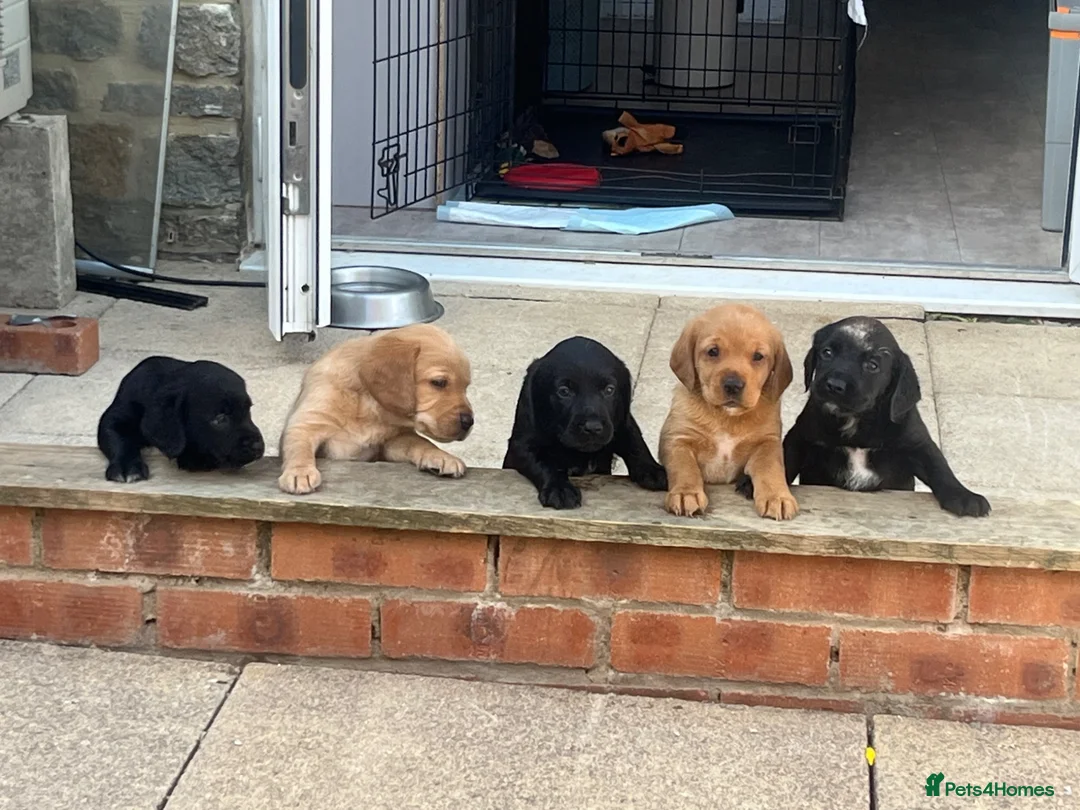 Cockerdor dogs for sale: 3 black beautiful cockerdor pups left - Advert 2