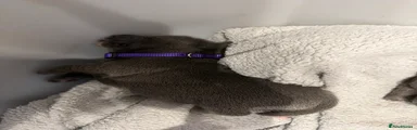 Purple collar 