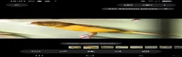 Canaries birds for sale: Yorkshire canaries  in Doncaster - Advert 4