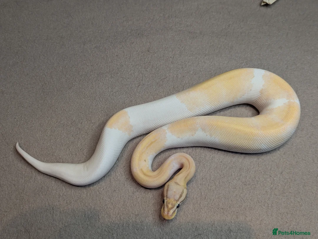 Python Snake reptiles for sale: 2025 Royal Python Hatchlings  - Advert 4