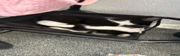 Mixed Breed cats for sale: 2 kittens brother and sister  - Advert 4