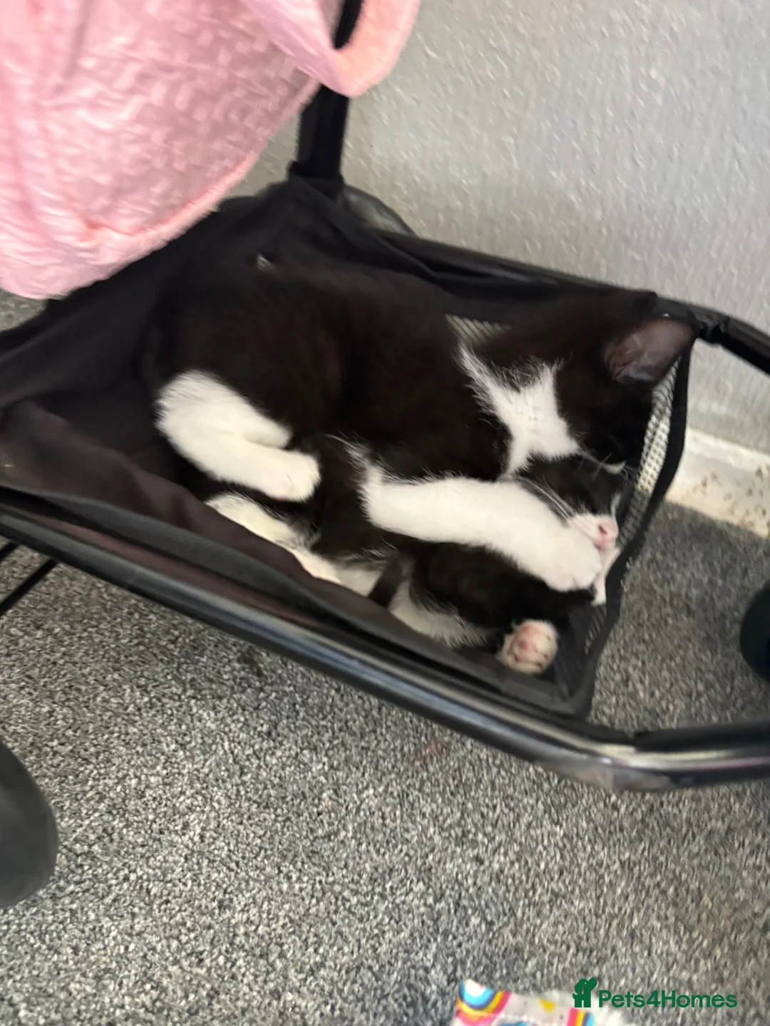 Mixed Breed cats for sale: 2 kittens brother and sister  - Advert 4