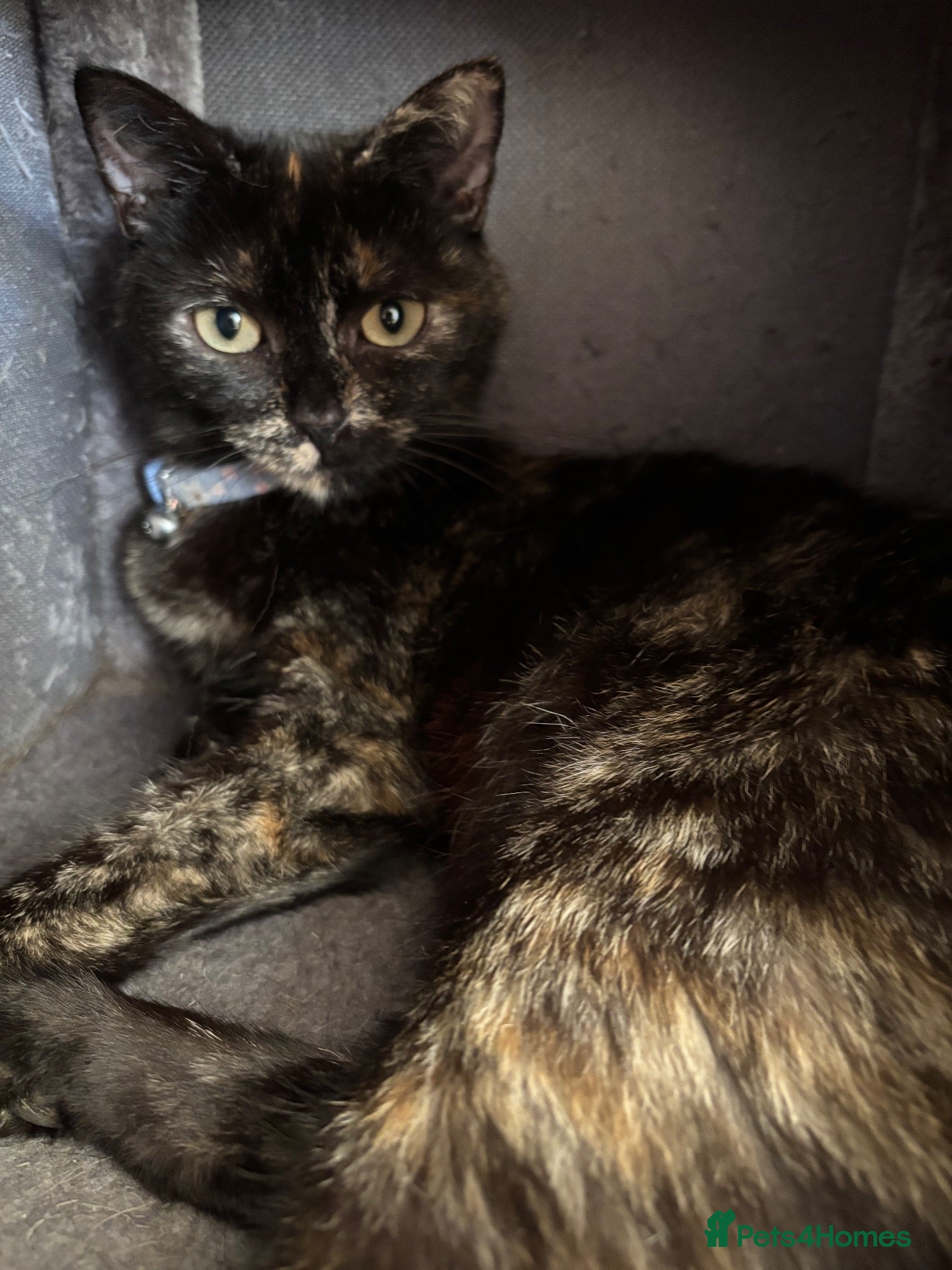 British Shorthair cats for sale: Last Ginger Boy, AVAILABLE NOW!  - Advert 1