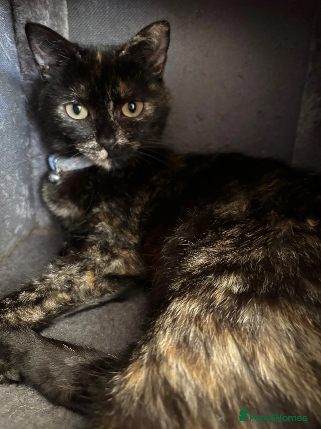 British Shorthair cats for sale: Last Ginger Boy, AVAILABLE NOW!  - Advert 1