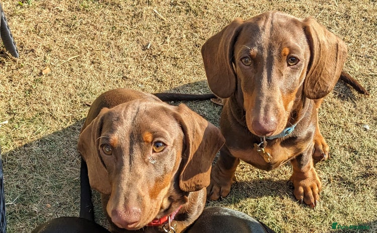 Dachshund dogs - Advert 9