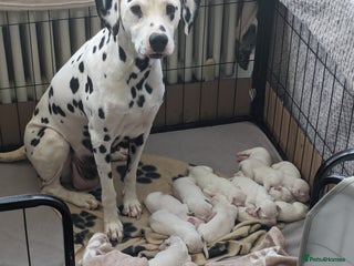 Dalmatian dogs - Advert 8