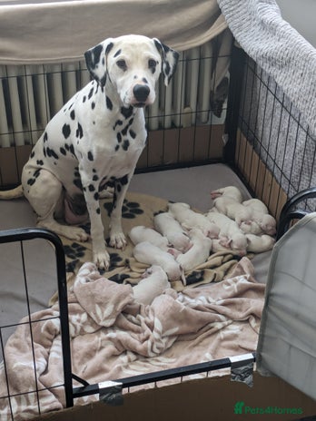 Dalmatian dogs - Advert 1