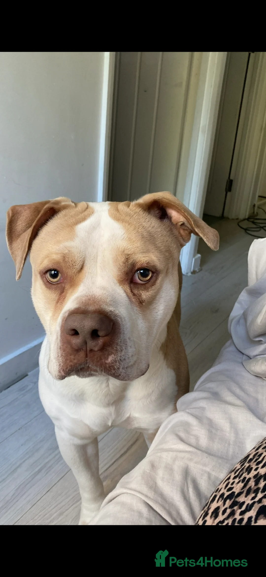 American Bulldog dogs for sale: Loving and friendly dog looking for a new family  - Advert 7