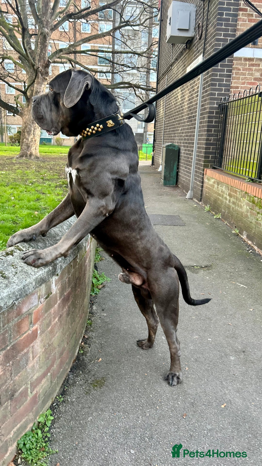 Cane Corso dogs for stud: Handsome Big Lad up for STUD - Advert 1