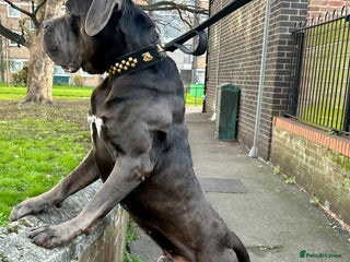 Cane Corso dogs Handsome Big Lad up for STUD - Advert 2