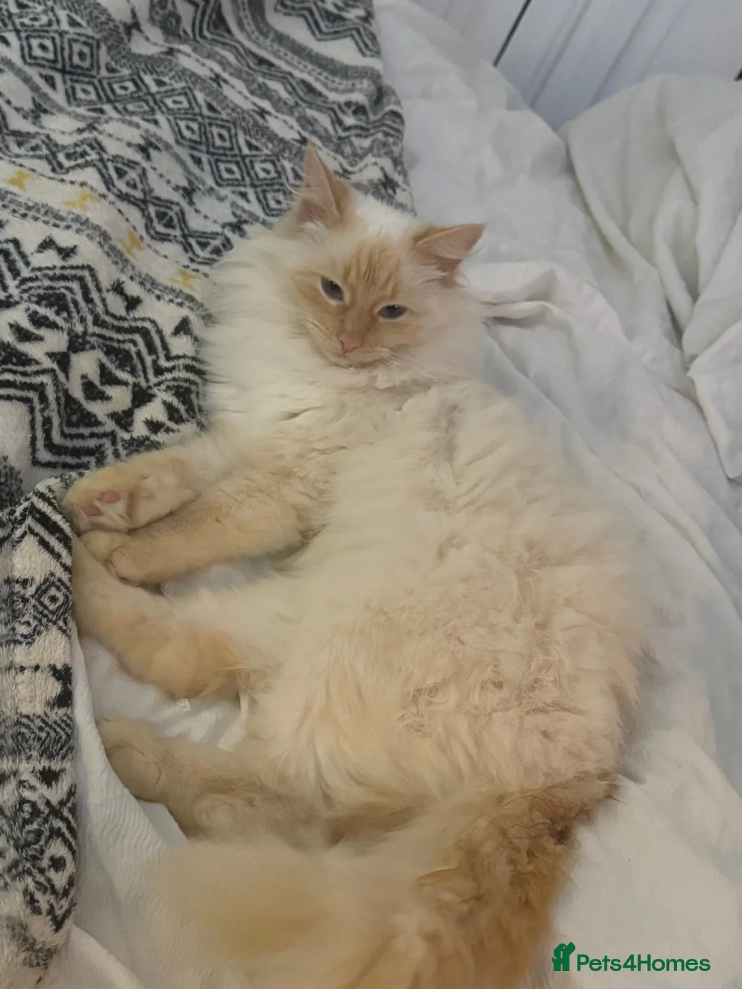 Ragdoll cats for sale: Rare cream pointed ragdoll - Advert 5