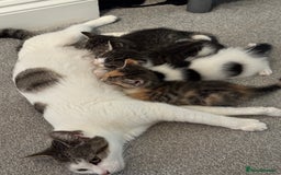 Oriental cats for sale: 4 beautiful kittens  - Image 9