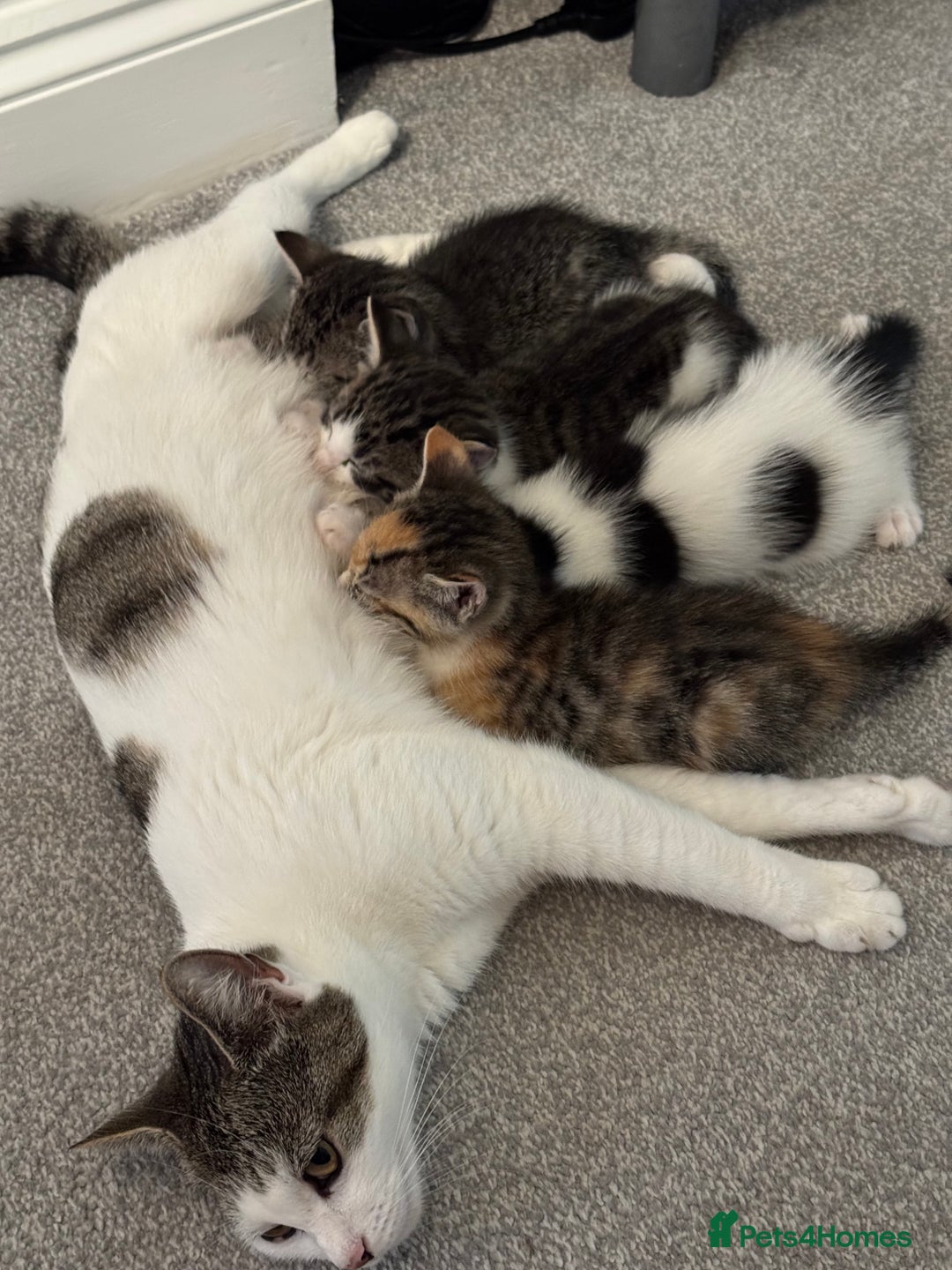 Oriental cats for sale: 4 beautiful kittens  - Image 9