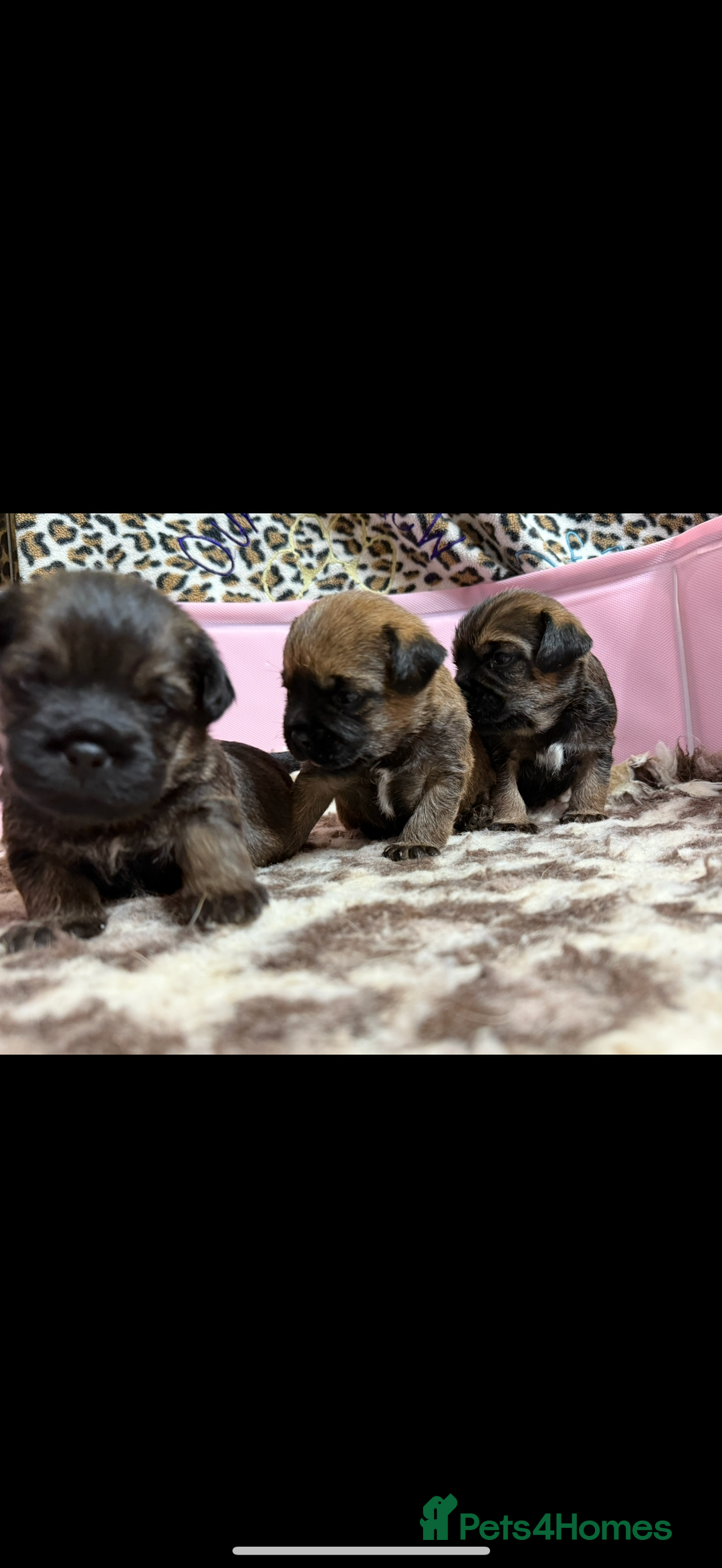 Border Terrier dogs for sale: Home raised happy little borders - Image 1