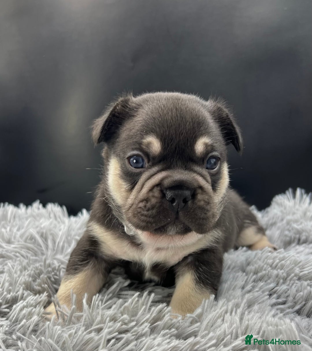 French Bulldog dogs for sale: Stunning Kc French Bulldog puppies  - Advert 5