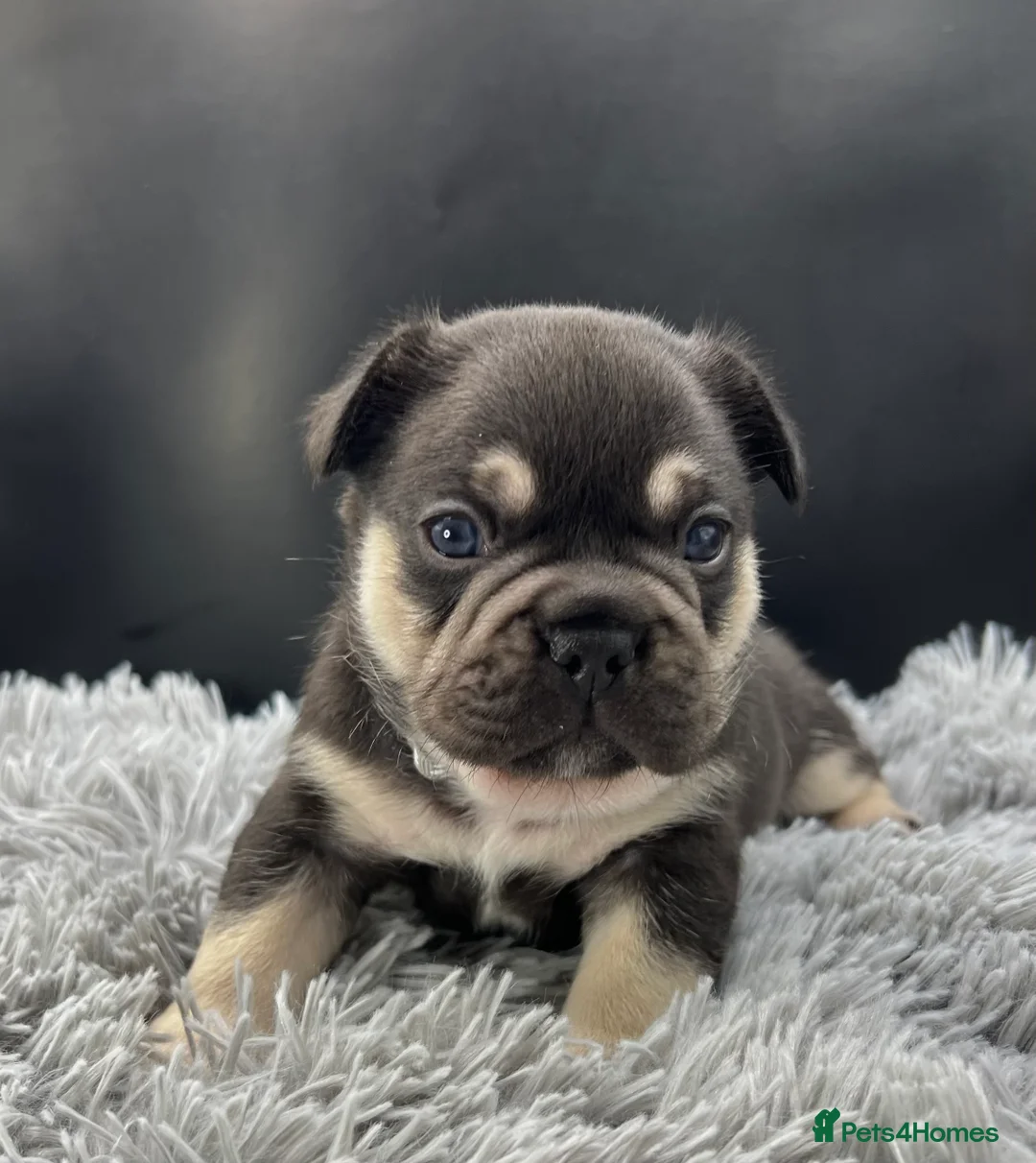 French Bulldog dogs for sale: Stunning Kc French Bulldog puppies  - Advert 9
