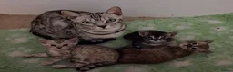 Bengal cats for sale: Superbly rosetted Bengals - Advert 2