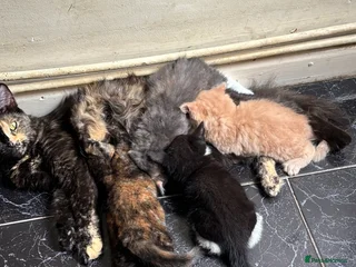 Mixed Breed cats - Advert 15