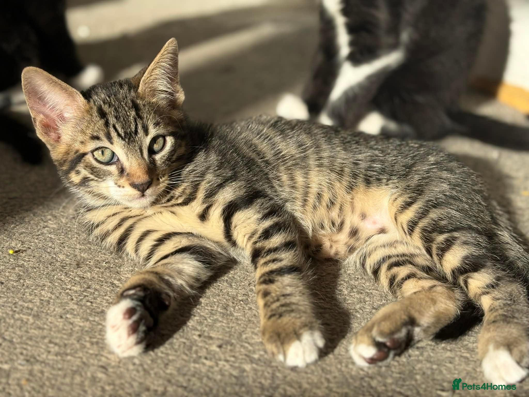 Mixed Breed cats Father and Son - Advert 2