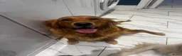 Golden Retriever dogs for sale: Fantastic golden retriever  - Advert 12