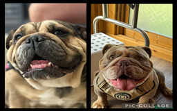 English Bulldog dogs for sale: KC REGISTERED ENGLISH BULLDOG PUPPY FOR SALE - Image 4