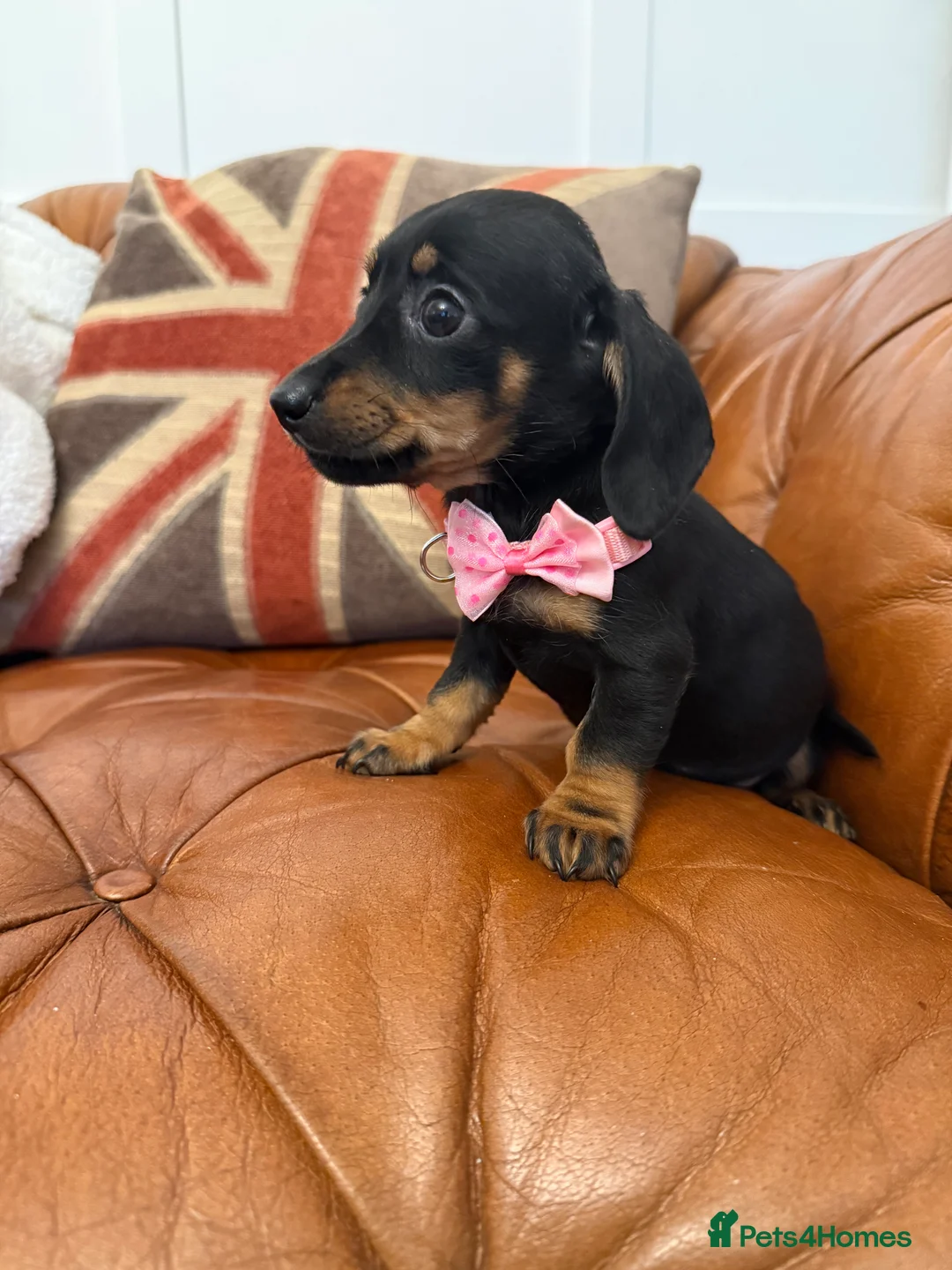 Miniature Dachshund dogs for sale: Stunning Pups 5 ⭐ Star Licensed 5 ⭐ Reviews!  - Advert 31