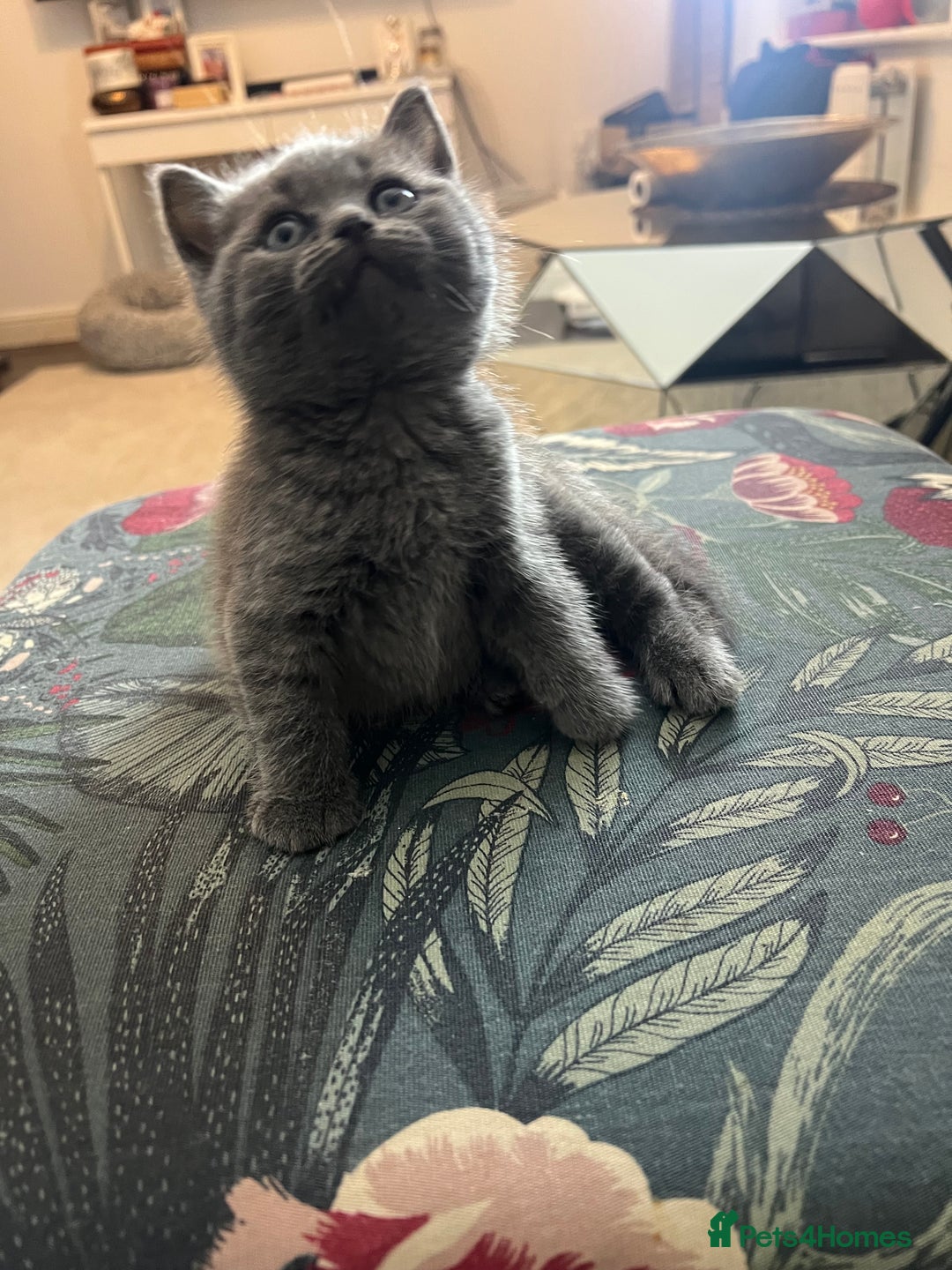 British Shorthair cats for sale: Beautiful British Shorthair Kittens Home Raised  - Advert 11