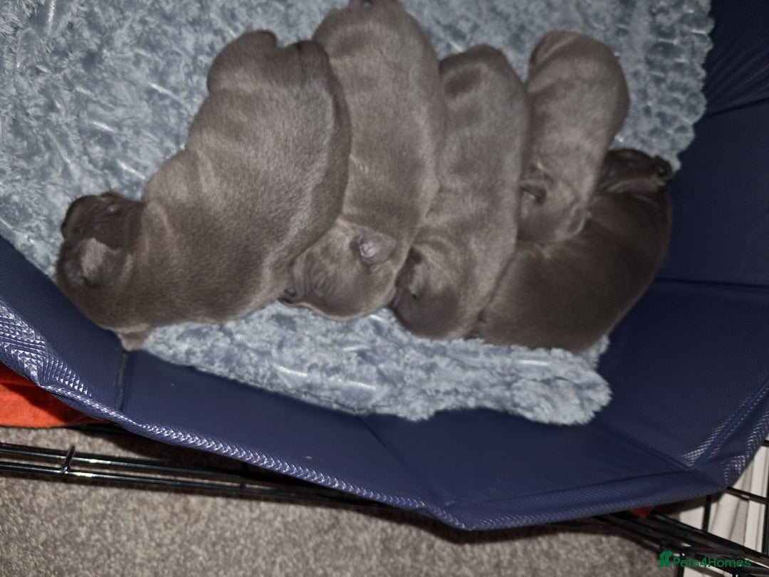 Staffordshire Bull Terrier dogs for sale: Staffordshire Bull Terrier puppies  - Advert 8