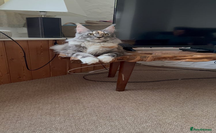 Maine Coon cats - Advert 1