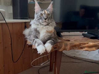 Maine Coon cats - Advert 3