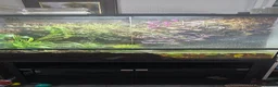 Skink reptiles for sale: Male and female pair of red eyed crocodile skinks - Advert 6